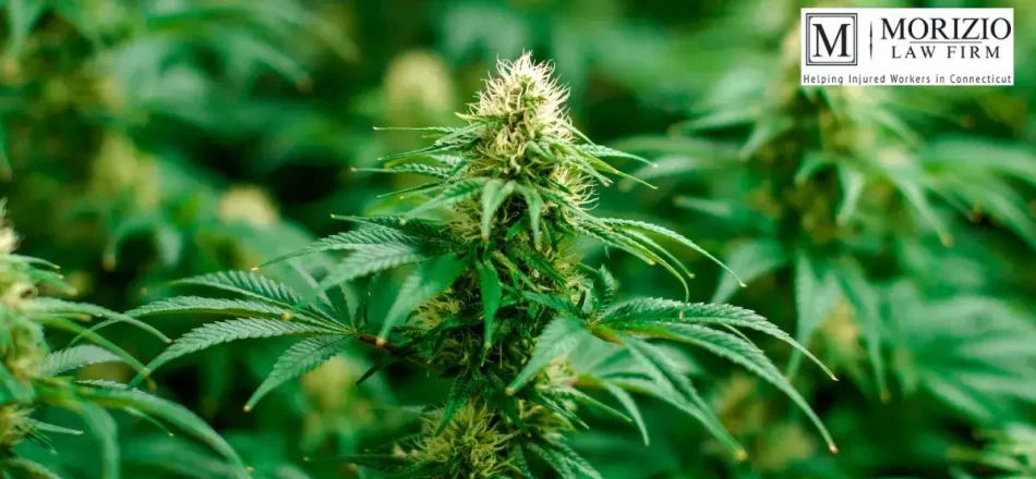 Should Medical Marijuana Be Covered by Workers’ Compensation in Connecticut? Image