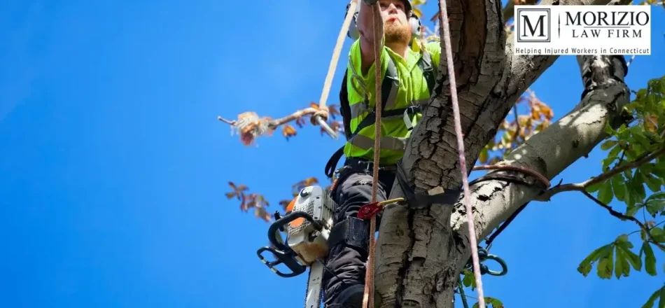 OSHA Publishes Tree Care Safety Guidelines in Connecticut Image