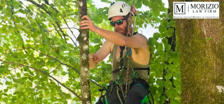 Tree Care Worker Deaths Decreased in Connecticut in 2017 Image